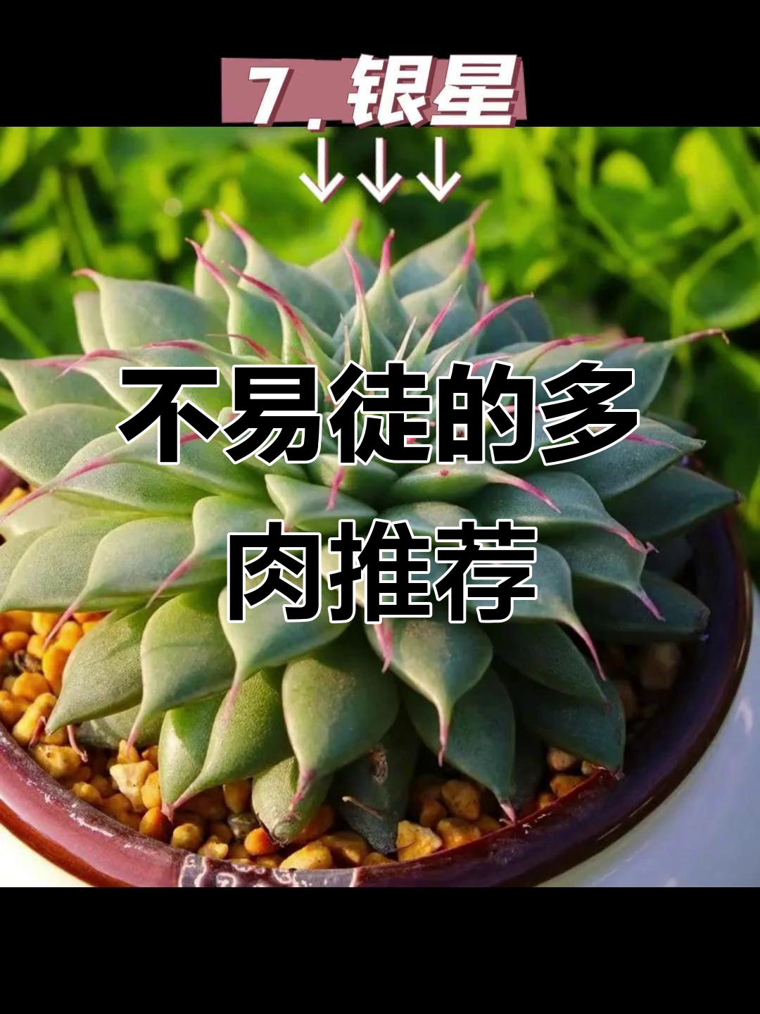 10种不易徒长的多肉植物，轻松养护不担心