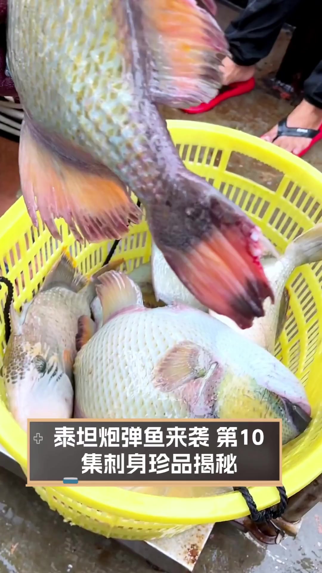 泰坦炮弹鱼来袭,第10集刺身珍品揭秘