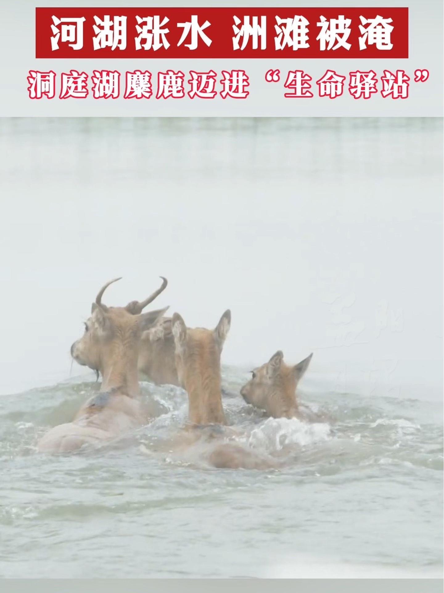 河湖涨水,洲滩被淹!东洞庭湖麋鹿迈进 益阳 沅江南洞庭湖“生命驿站”!(投稿:沅江融媒 钟