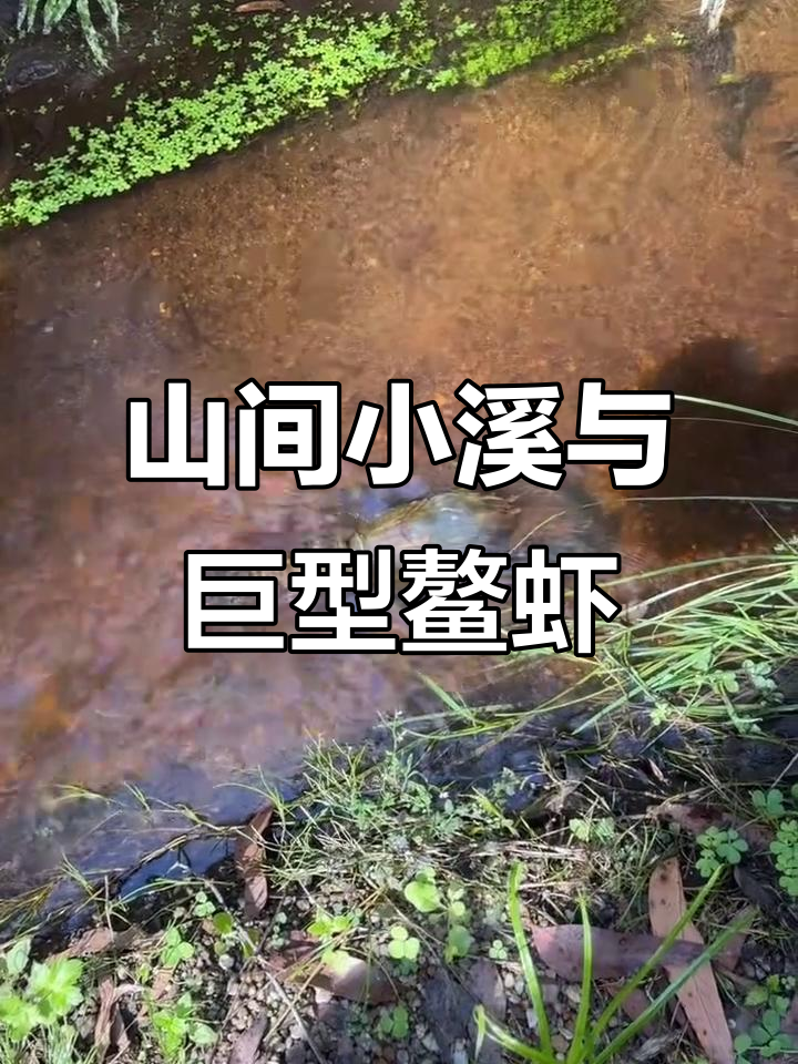 塔斯马尼亚巨型淡水鳌虾,山间小溪的神秘美味