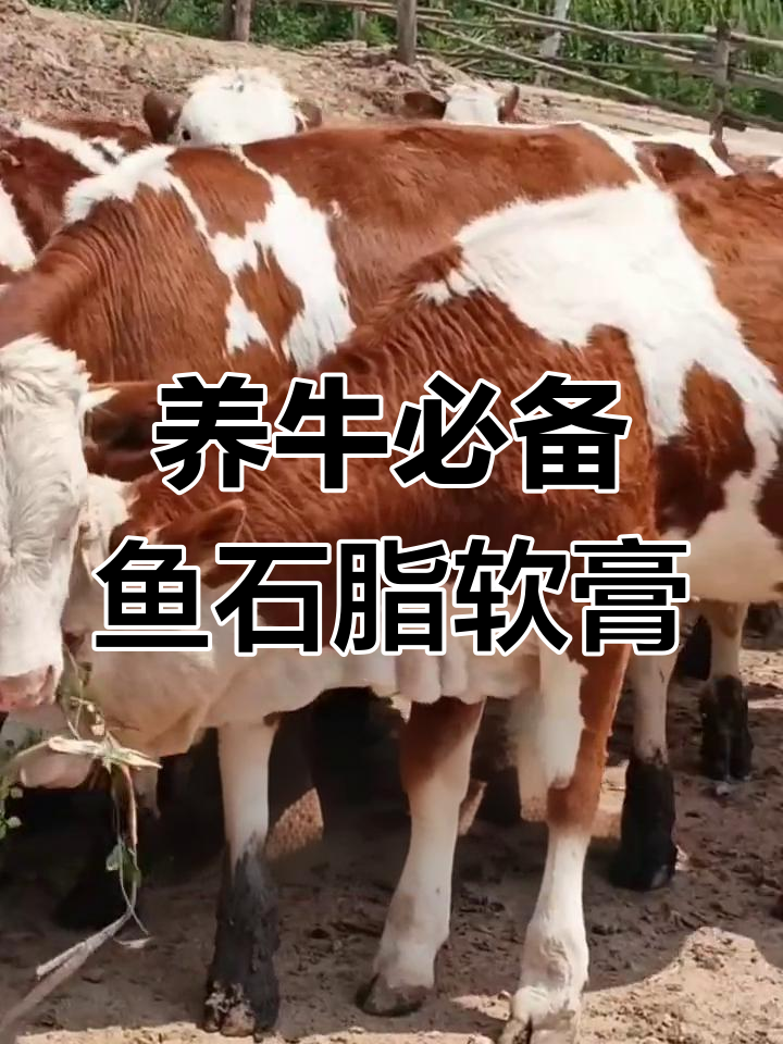 鱼石脂软膏在养牛中的神奇作用,乳房炎、关节炎都能治