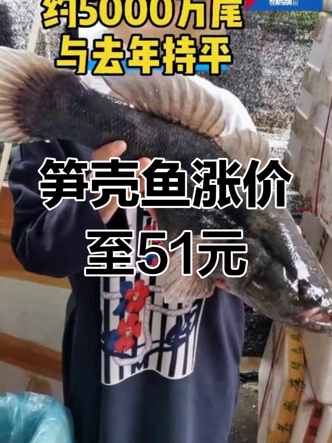 广东笋壳鱼价格暴涨至51元/斤