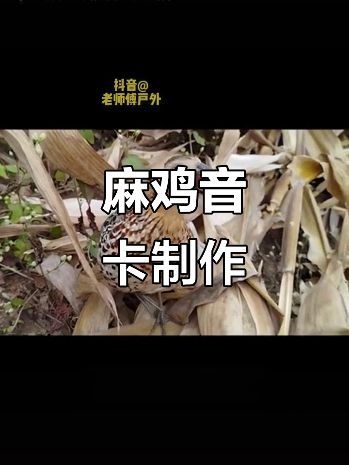 制作麻鸡音卡,体验棕胸竹鸡的独特声音