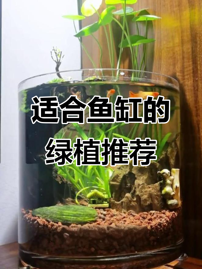 鱼缸里养这些植物，既美观又环保
