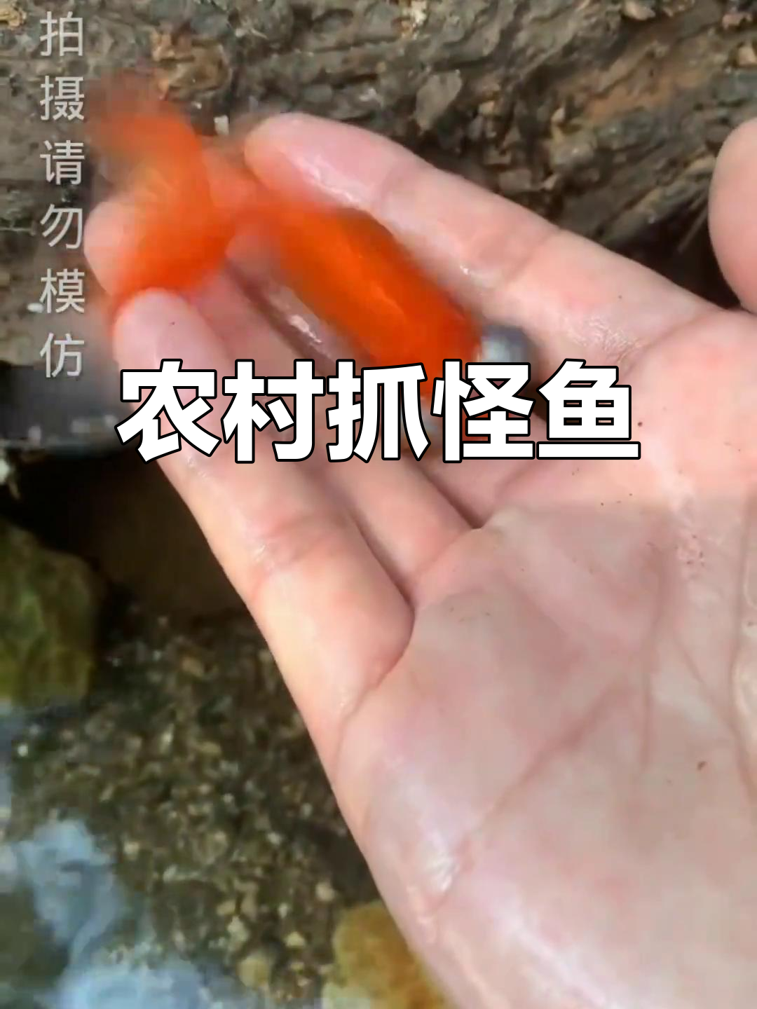 抓鱼大作战：奇怪的大眼红鲫，伪装成石头的神秘生物
