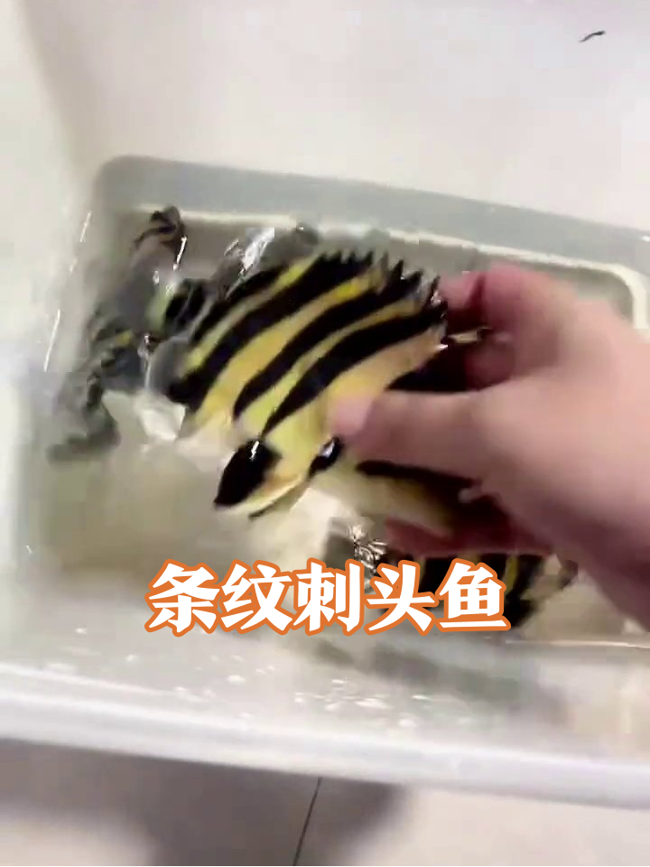 黄黑条纹鱼被抓炸毛,背鳍竖起像刺猬超反差