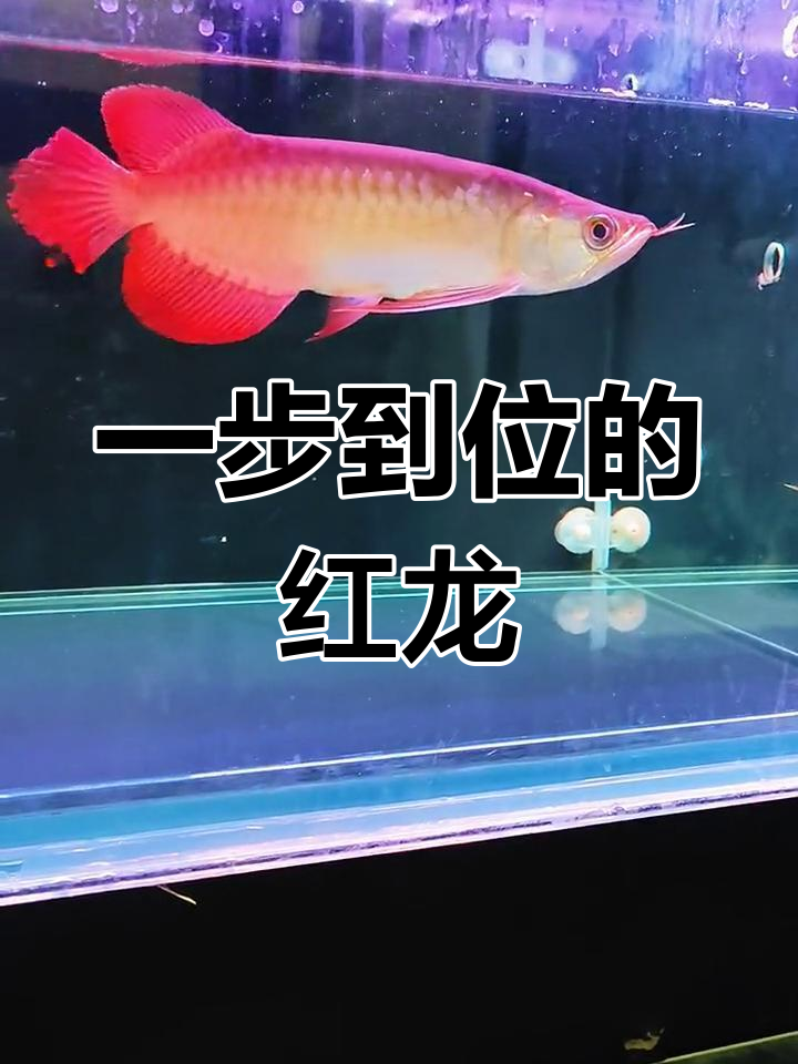 选泗水芭艳红龙,极致短身表现