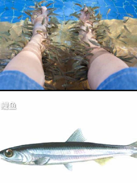 「退休后的足疗鱼都去哪儿了「并不简单」」“足疗鱼退休后去哪儿了?是否会被加工成零食?”这些