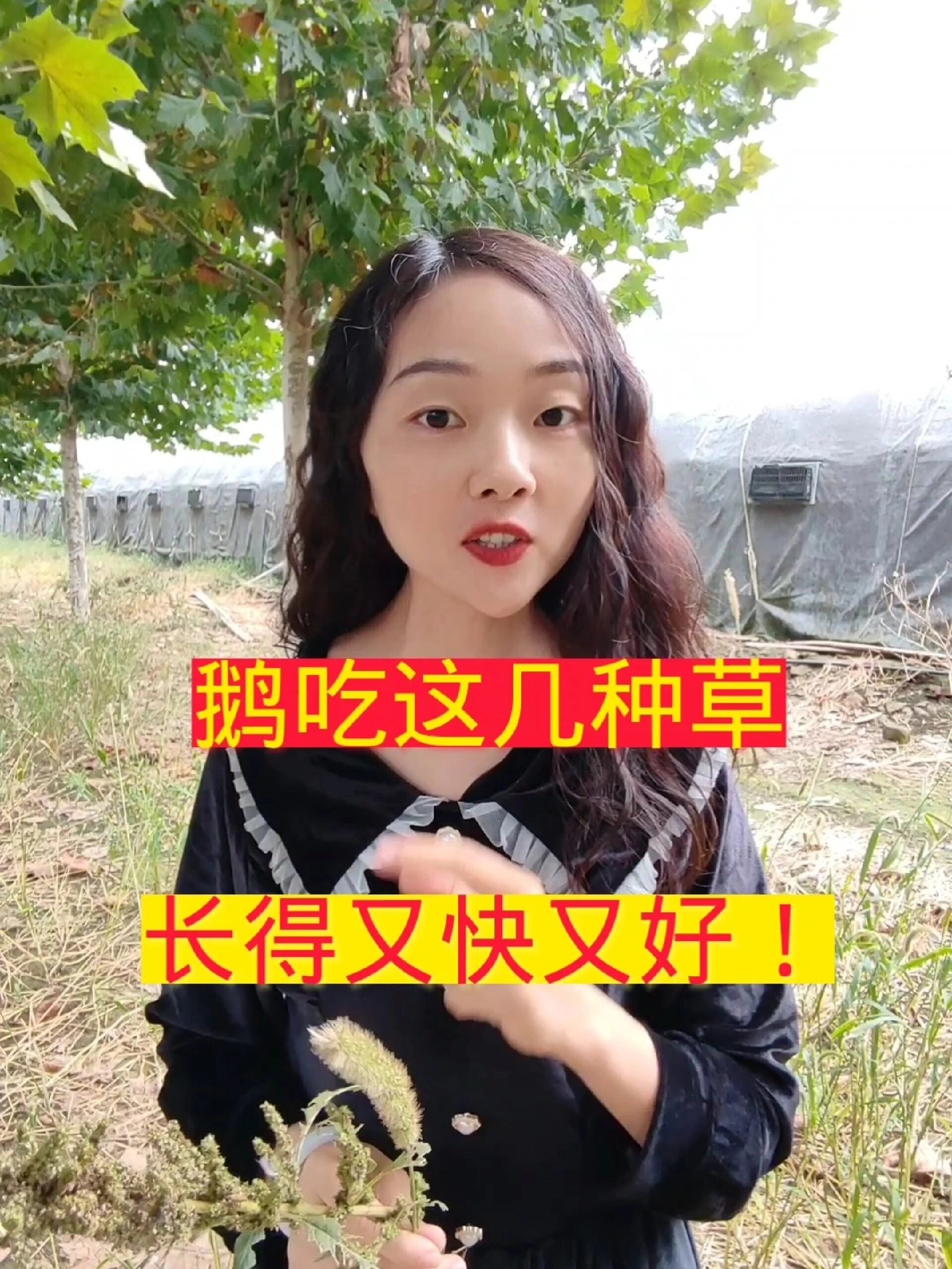 鹅吃这几种草 长得又快又好