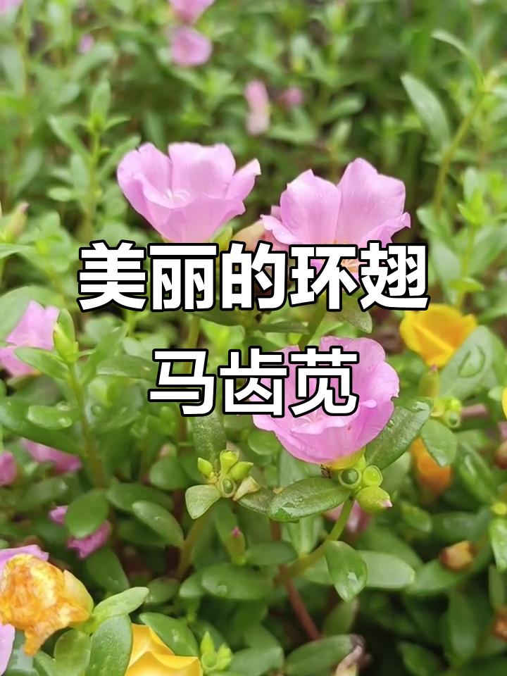 环翅马齿苋花:美丽又鲜艳,让人惊艳的花朵