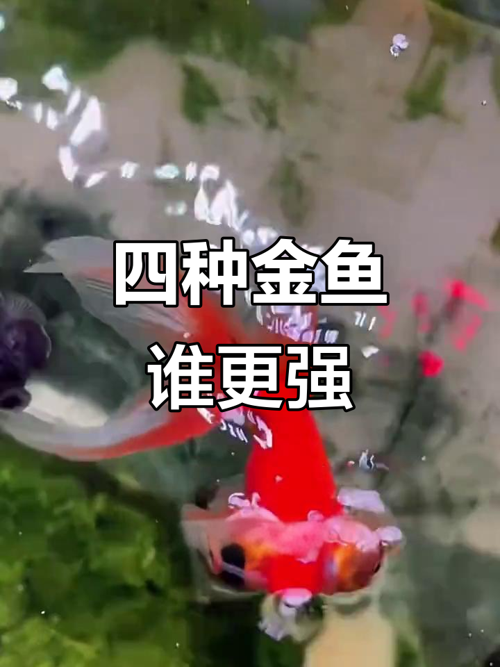 金鱼家族大揭秘:四大种类你了解吗?