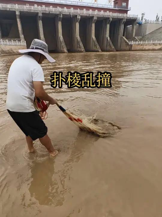 开闸放水全是鱼,小伙一网扣上大鱼扑棱乱撞过瘾了