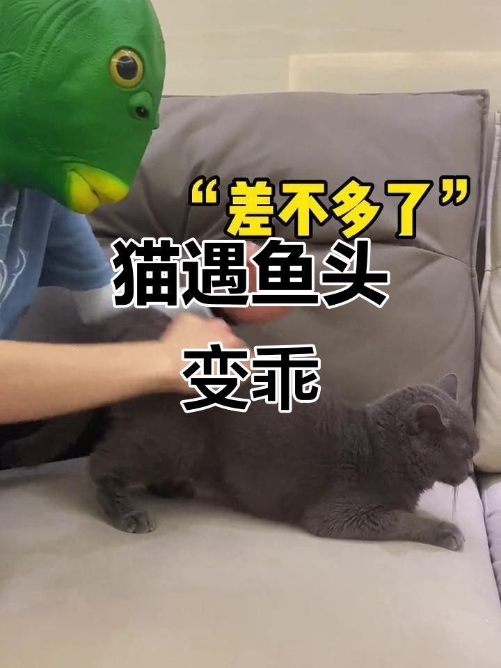 猫咪遇上鱼头，淘气程度堪比“小霸王”