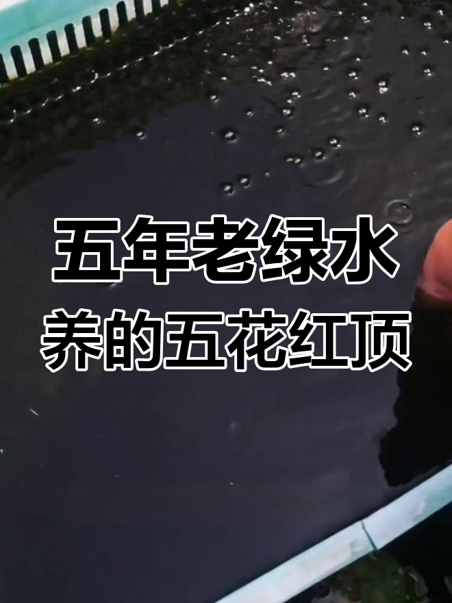 五年养鱼,红顶水泡眼金鱼依然活力十足