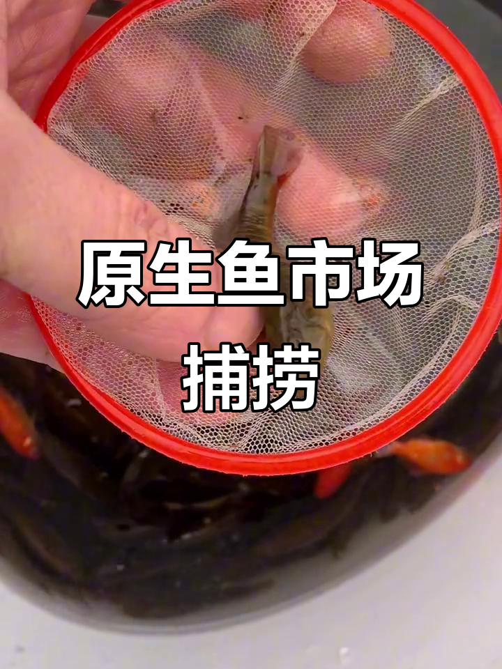 天津原生鱼市场野采，北方原尾斗鱼的独特魅力
