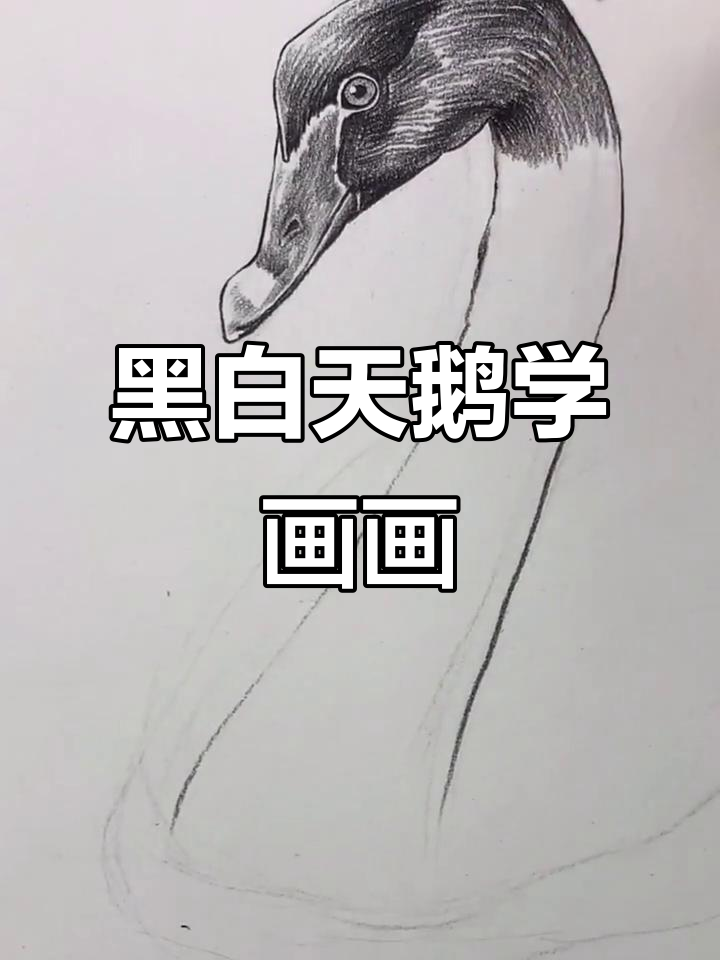 黑白天鹅一起画,零基础也能轻松上手