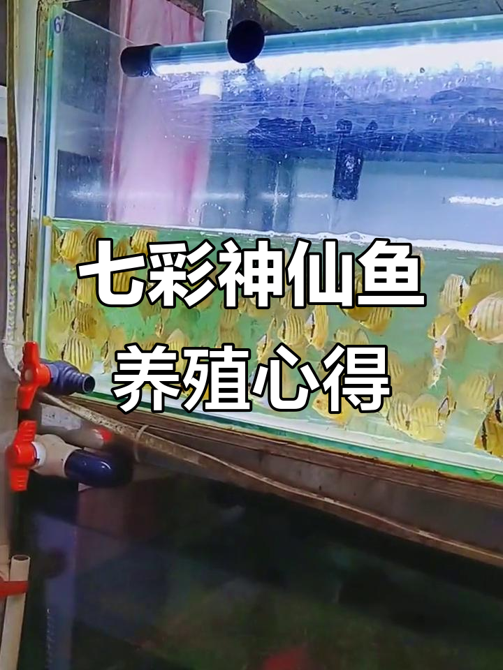 七彩神仙鱼繁殖与养护技巧，轻松掌握水族管理