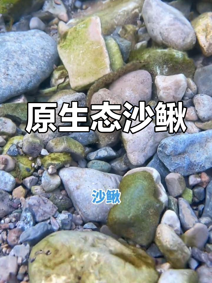 淅川丹江鱼:原生态沙鳅,诗画般的味道