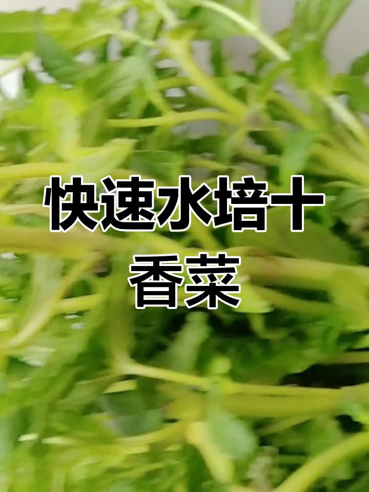 水培十香菜,一周长出新根,清爽又美观!