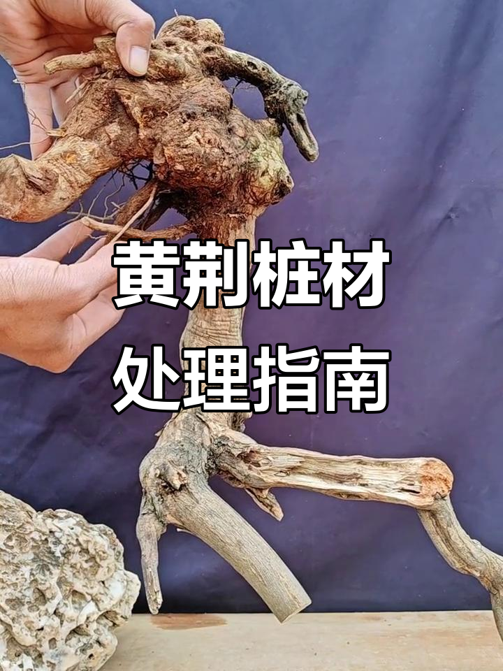 黄荆下山桩的修剪与种植技巧，打造独特盆景造型