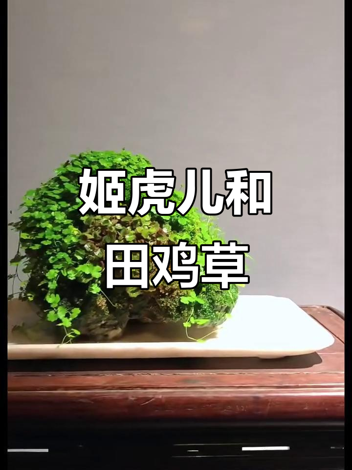 姬虎儿与田鸡草的野趣之旅,探索自然之美