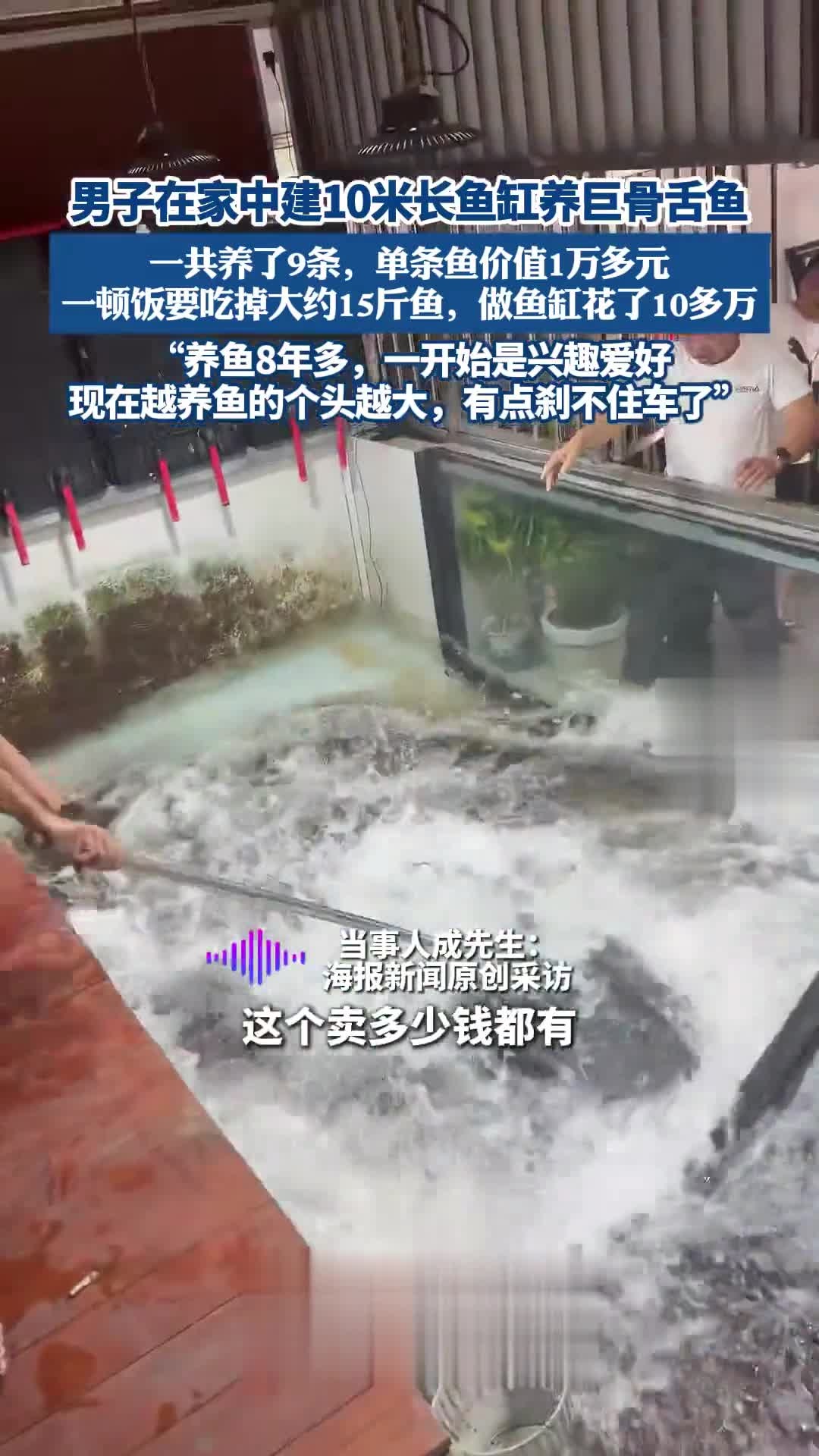 男子在家中建10米长鱼缸养巨骨舌鱼:一共养了9条,单条鱼价值1万多元