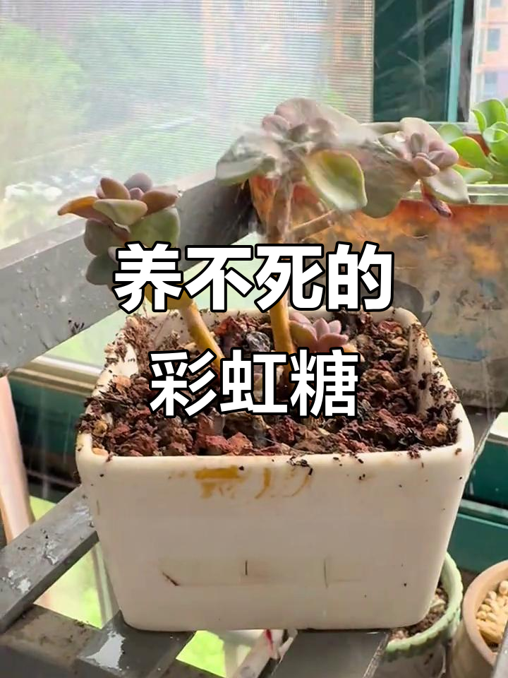 彩虹糖多肉十年变化,从肥到瘦成三炷香