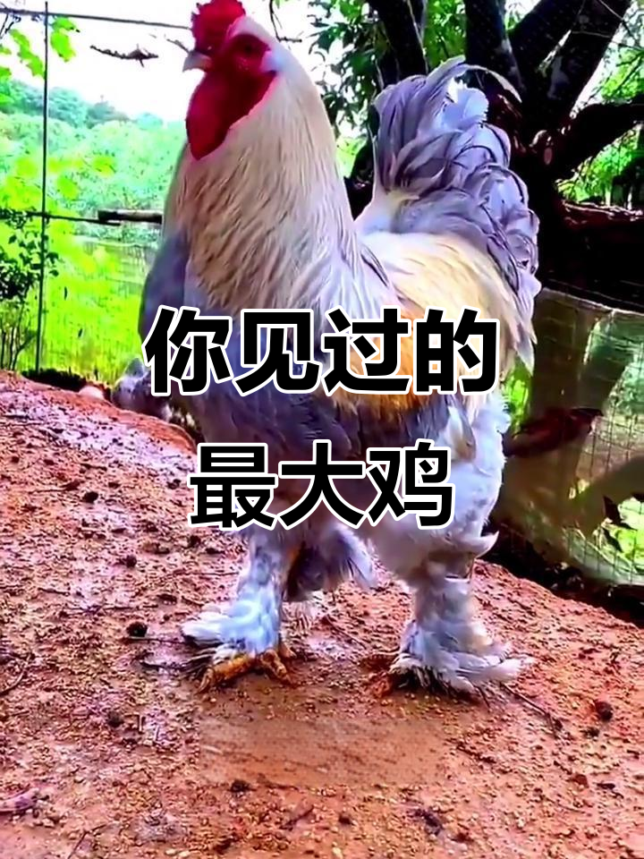 见过这么大的鸡吗？婆罗门巨型杂交鸡，比普通白条大十倍