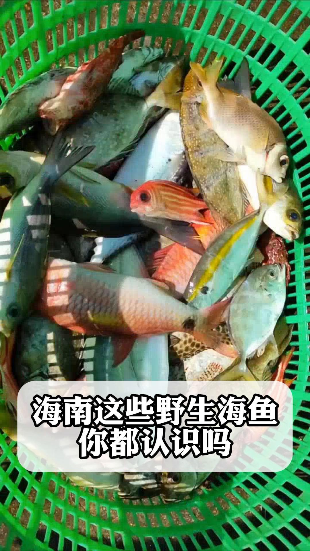 海南这些野生海鱼,你都认识吗?