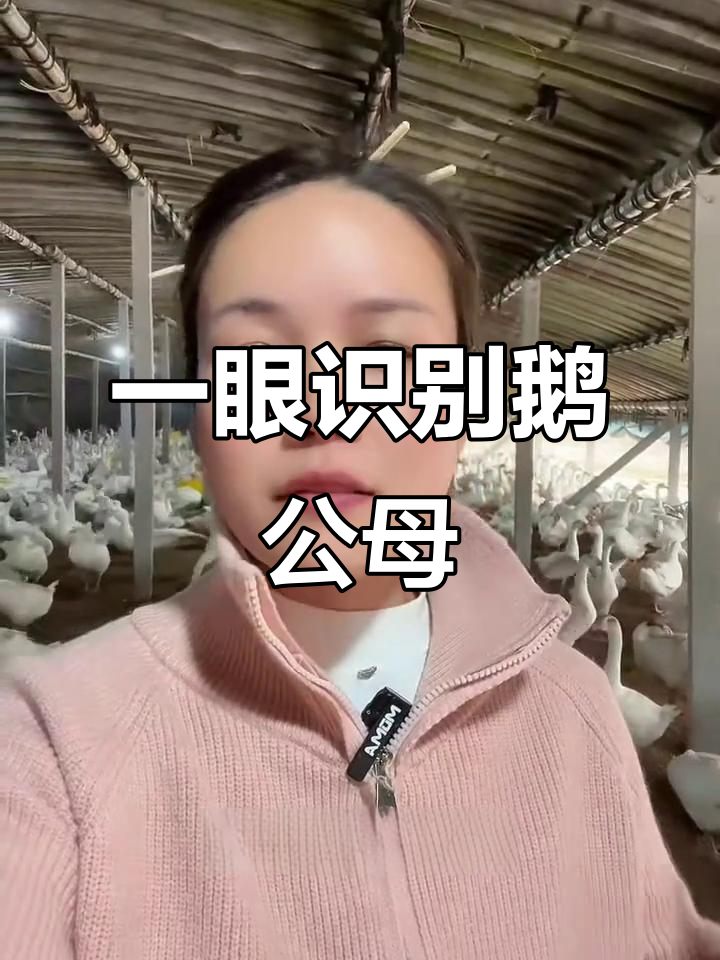 鹅公母辨别技巧,一看就懂!