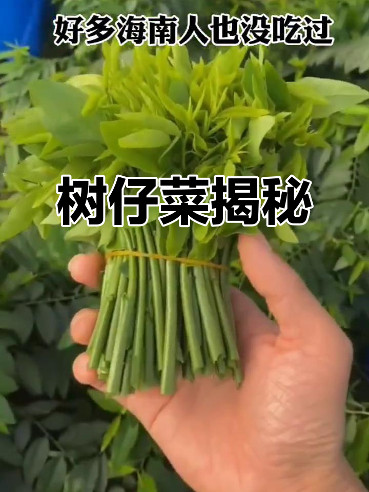 五指山珍稀木本蔬菜,你见过吗?