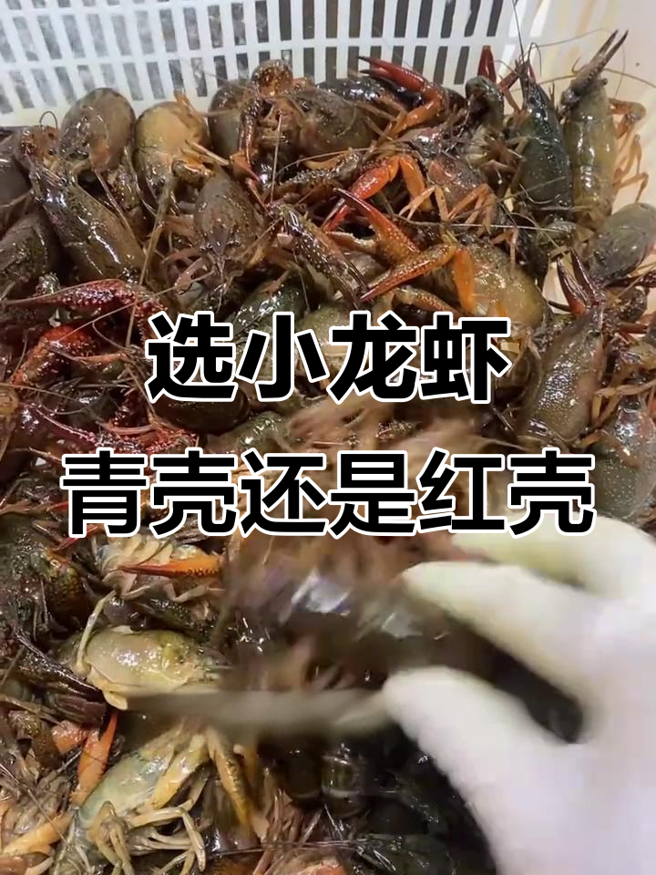 小龙虾青壳与红壳,哪种更美味?