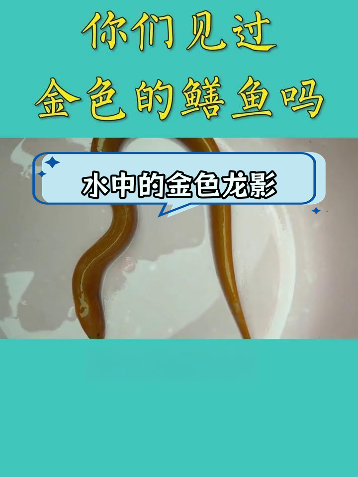 黄金鳝鱼:罕见的水底奇观