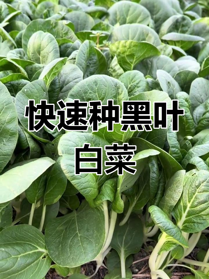 黑叶小白菜,脆嫩美味,种植简单