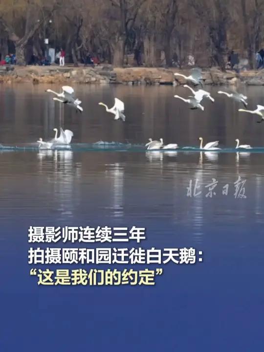 摄影师连续三年追拍颐和园迁徙白天鹅:“这是我们的约定” 近日,北京摄影博主@爱摄影CH 连