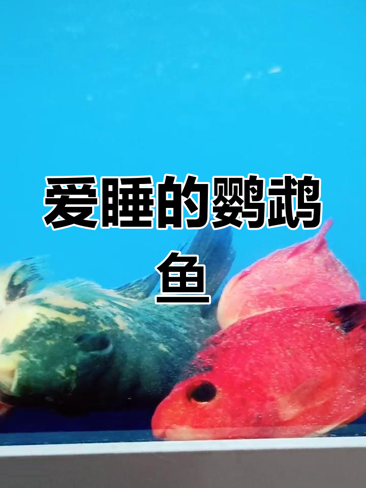 鹦鹉鱼竟然这么爱睡觉