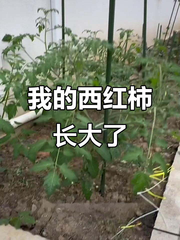 西红柿品种不同，长势差异大？我亲手种的纯天然蔬菜成长记