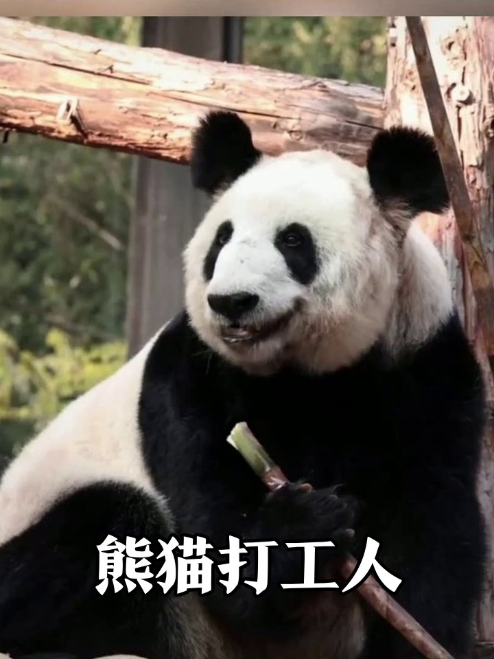 熊猫打工人摸鱼全记录:顶木块被抓包,爬柱子卡成表情包
