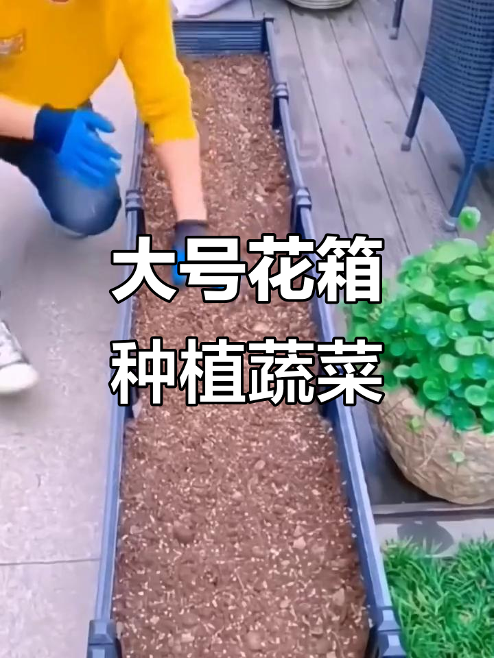 户外阳台种菜神器，大号花箱助力蔬菜生长