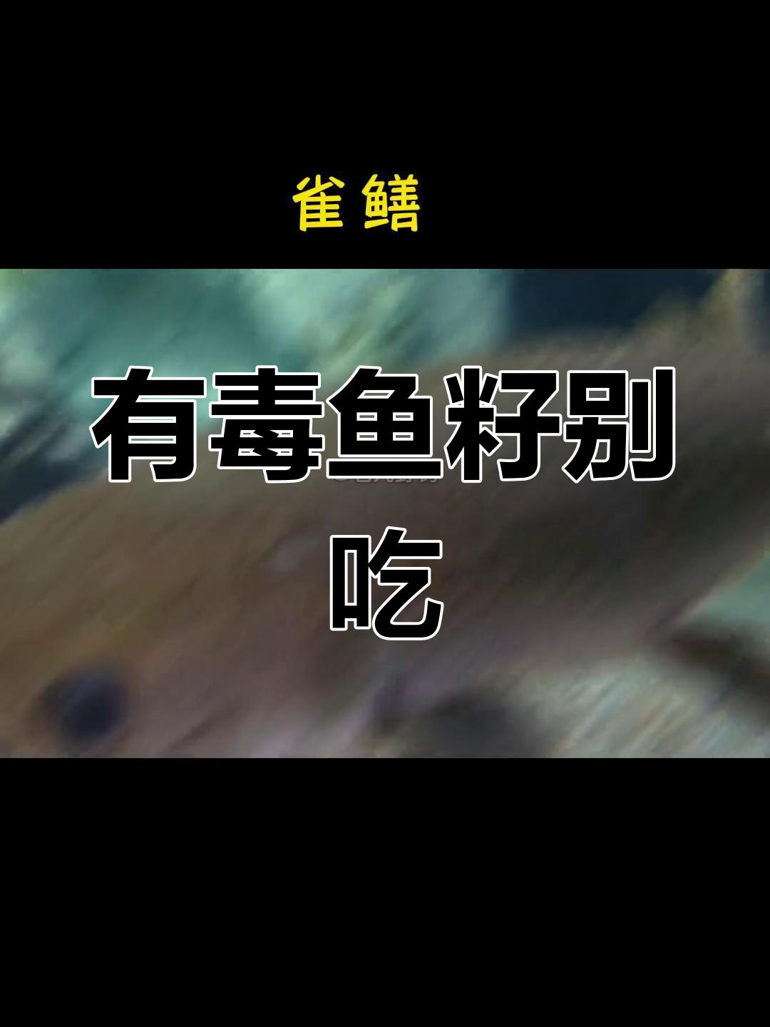 河豚和鲶鱼籽有毒,切勿食用