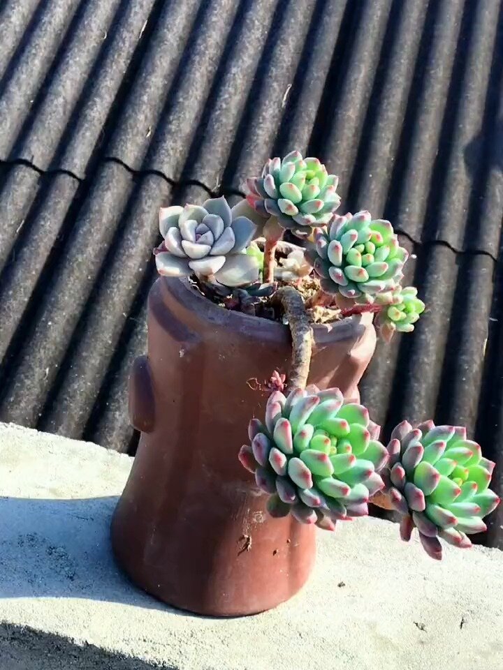 蓝苹果又叫蓝精灵是一种非常好养的多肉