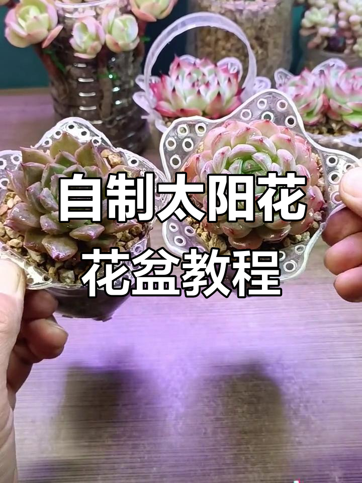 废饮料瓶变花盆,DIY多肉控养技巧大公开