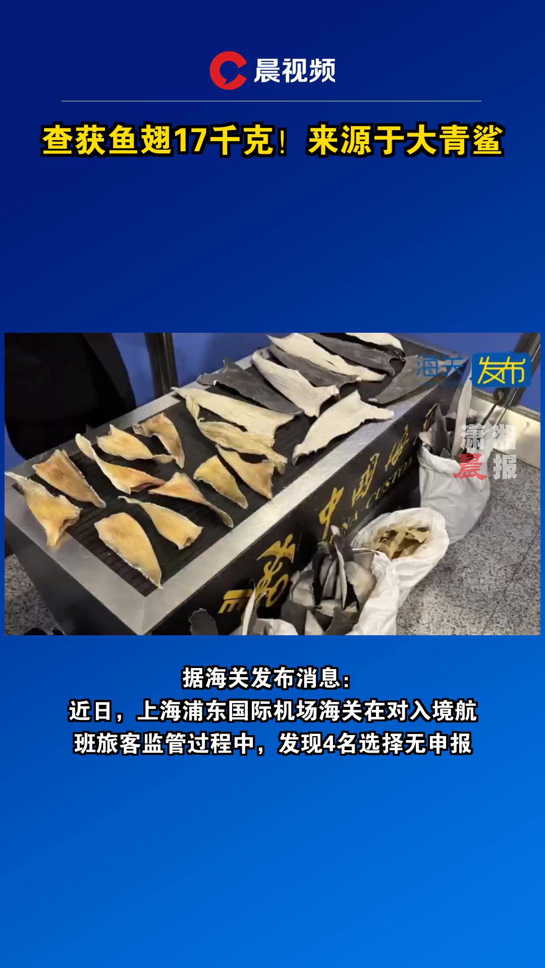 查获鱼翅17千克!来源于大青鲨