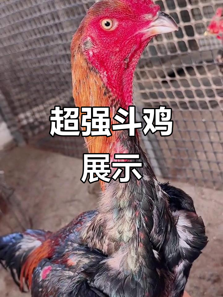 越南斗鸡文化：霸气龙鳞脚，粗大嘴头震撼登场