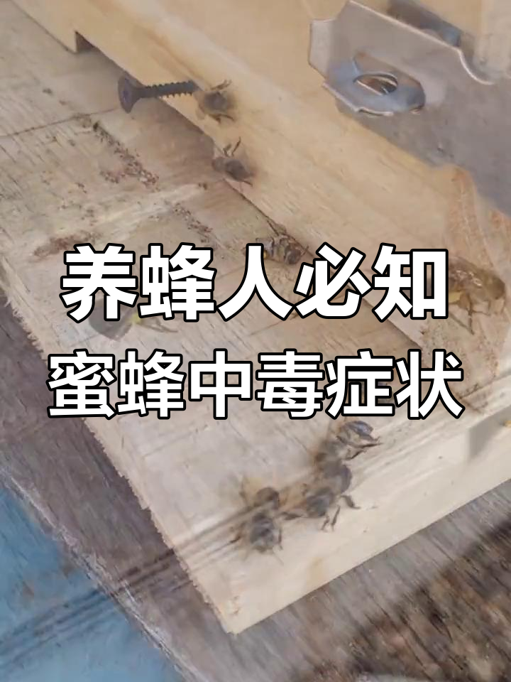 蜂群农药中毒症状解析,如何应对强弱差异