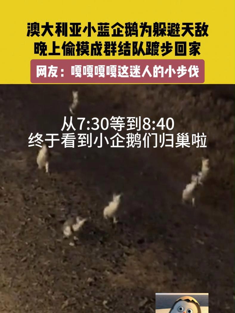 11月29日(发布),澳大利亚。素材来源@Fairy_fairy。澳大利亚小蓝企鹅为躲避天