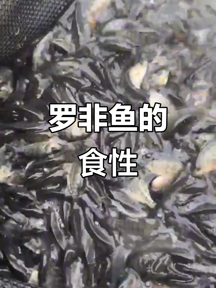 罗非鱼偏爱植物性食物,人工饲养时需补充配合饲料