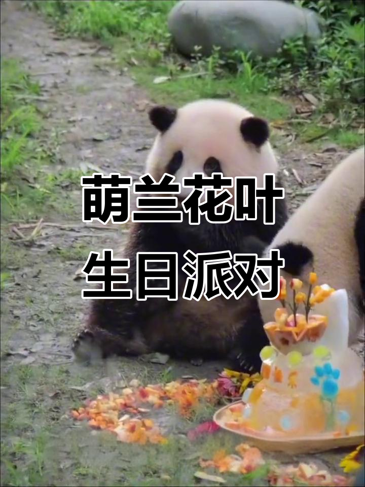 大熊猫花叶姐弟生日会,萌兰抢蛋糕吃得超香
