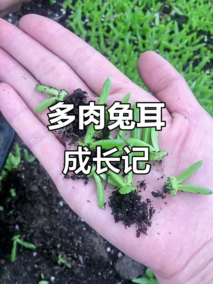 小兔子长成大耳朵,多肉养护小技巧分享