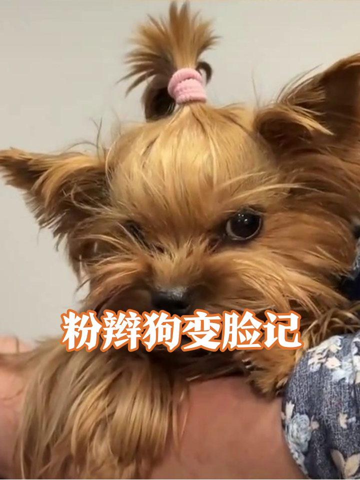 扎粉辫的暴躁小狗!龇牙秒变吐舌卖萌,转头就蹭人求贴贴